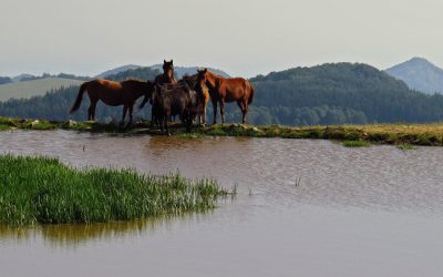 С вкус от миналото и с надежда за бъдещето