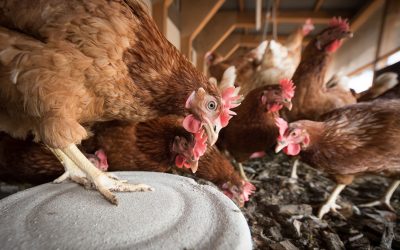 Птицеферма в с. Балкански ще бъде модернизирана с финансиране по европроект